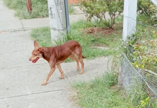 Canela
