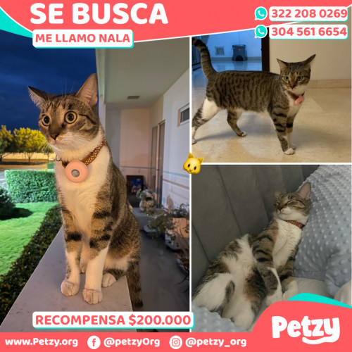 Foto de mascota Nala