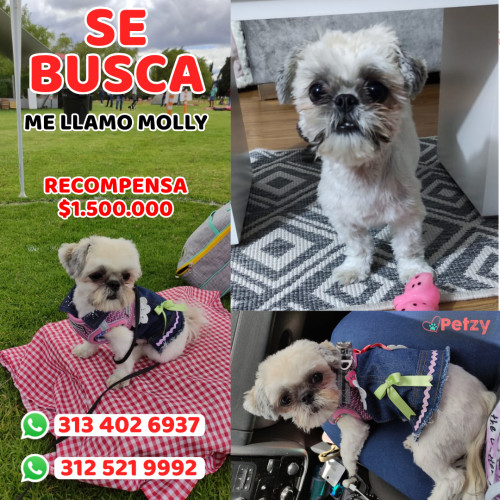 Foto de mascota Molly