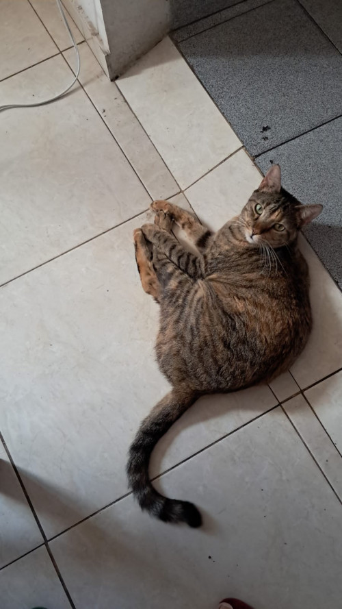 Lulú