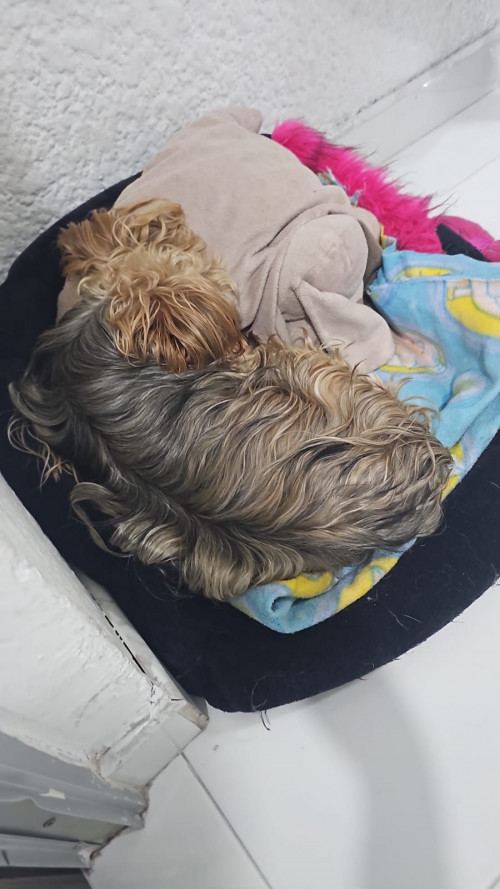 Nala