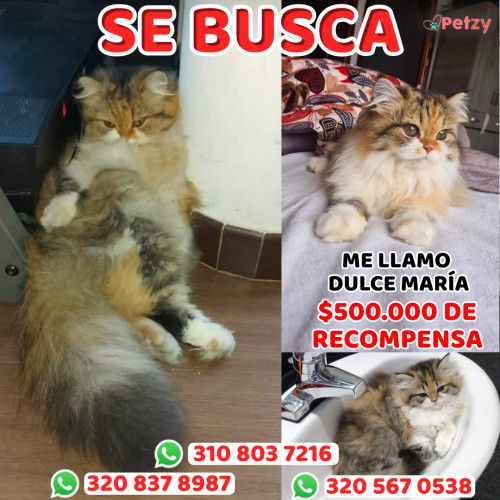 Foto de mascota Dulce Maria