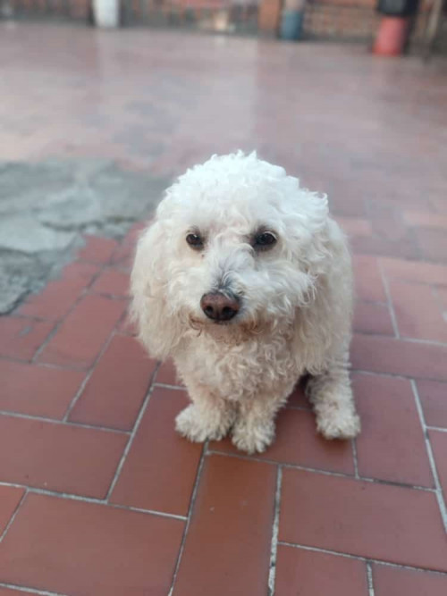 Camilo