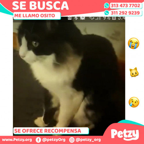 Foto de mascota Osito