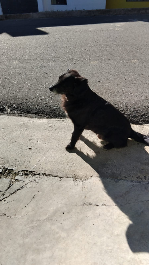 Negro O Negrito