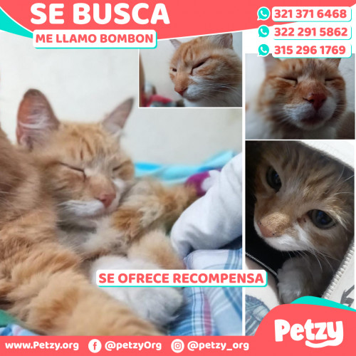 Foto de mascota Bombon