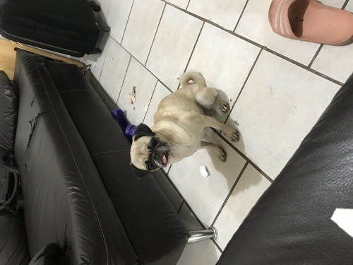 Fiona