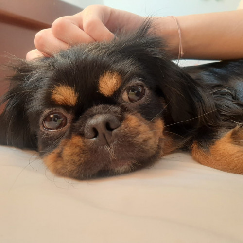 Milu