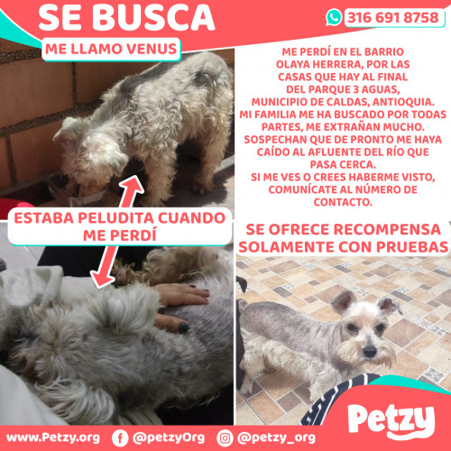 Foto de mascota Venus