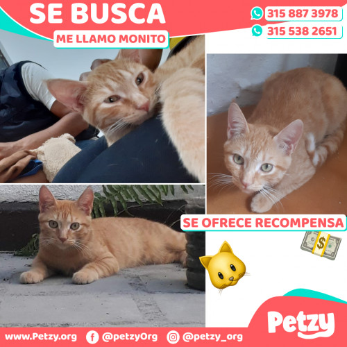 Foto de mascota Monito