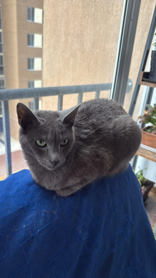 Ramón