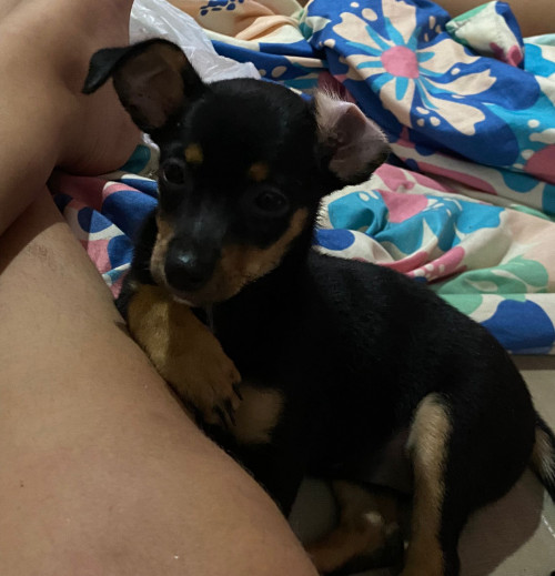 Maya