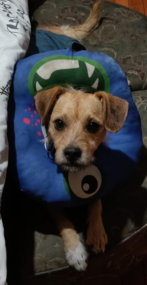 Chispi