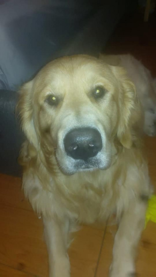 Goly