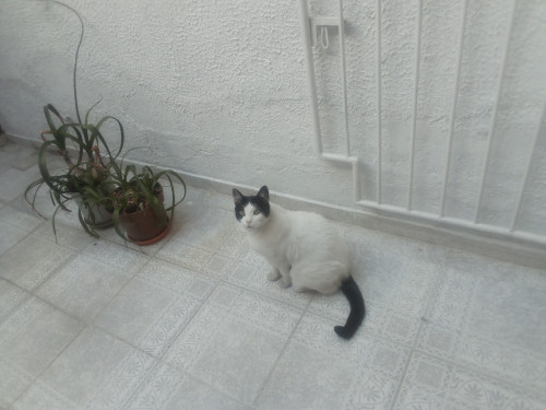 Misifu