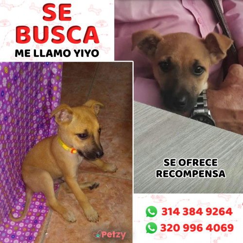 Foto de mascota Yiyo