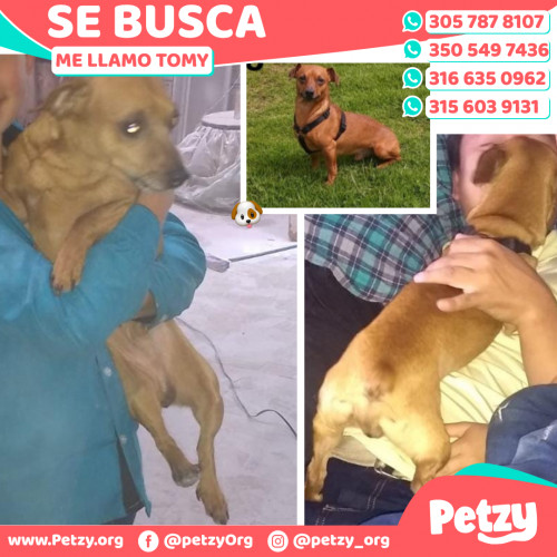 Foto de mascota Tomy