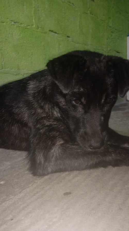 óptimo