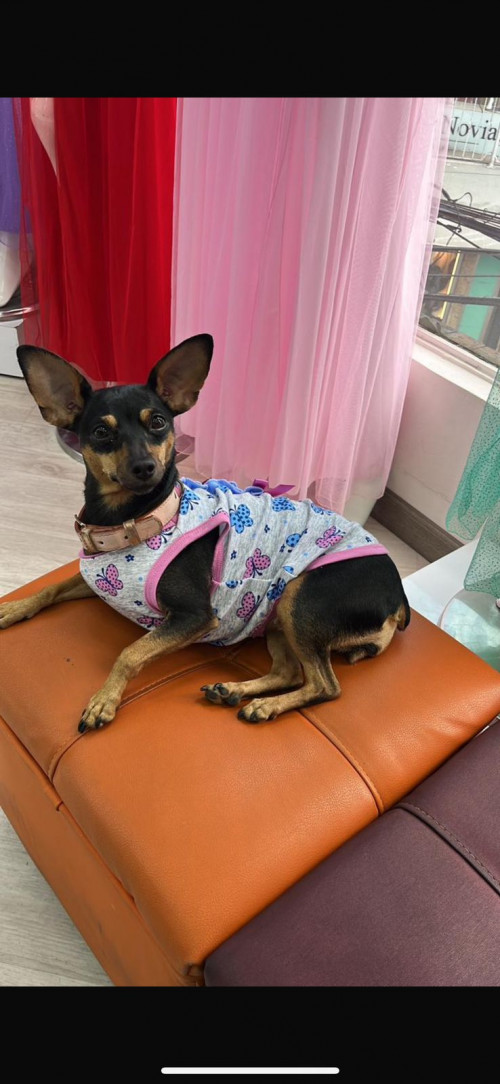 Panchita