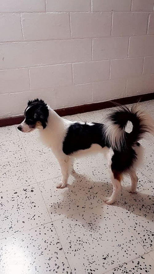 Lupo