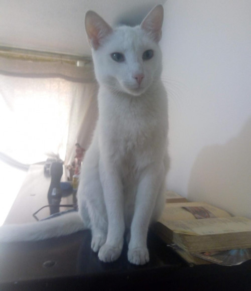Copito