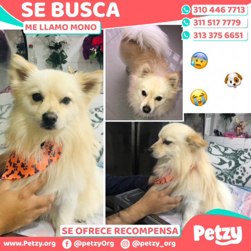 Foto de mascota Mono 