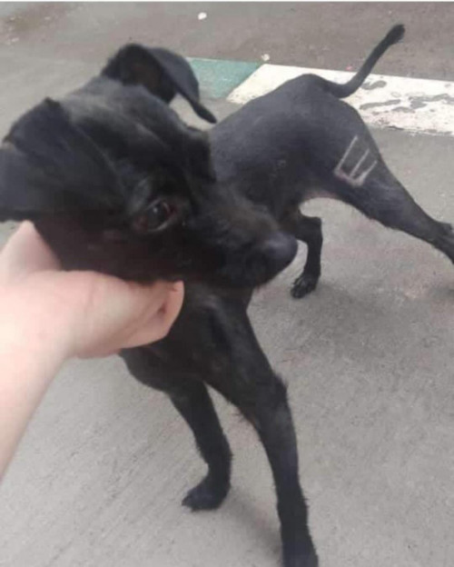 Oreo