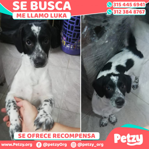 Foto de mascota Luka