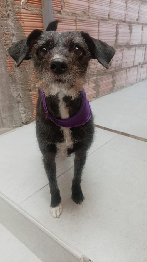 Perla