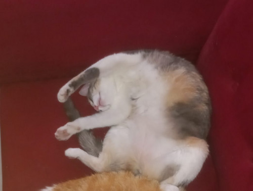 Sol