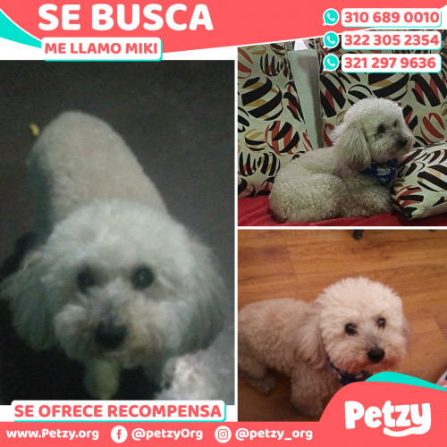 Foto de mascota Miki