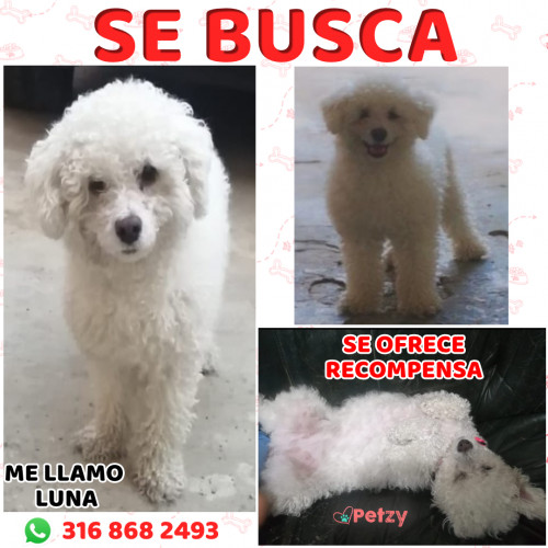 Foto de mascota Luna