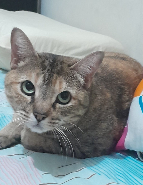 Niña