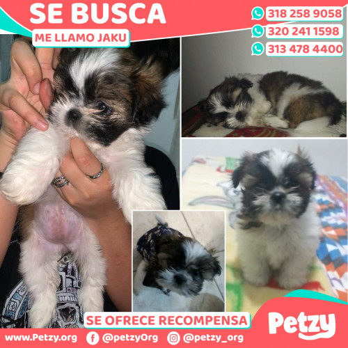 Foto de mascota Jaku