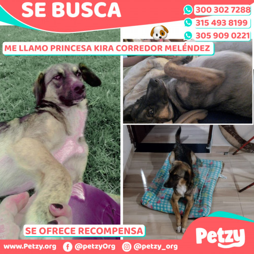 Foto de mascota Princesa Kira Corredor Meléndez 