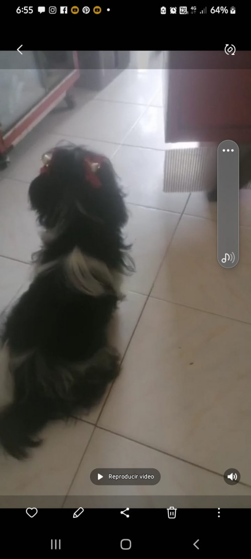 Lulú