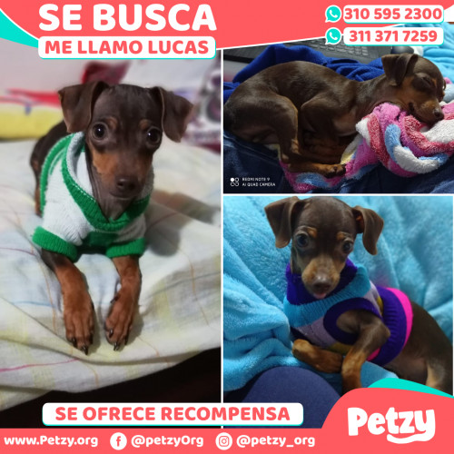 Foto de mascota Lucas
