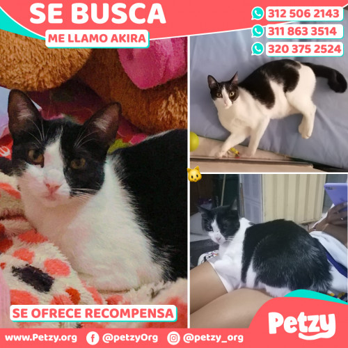 Foto de mascota Akira