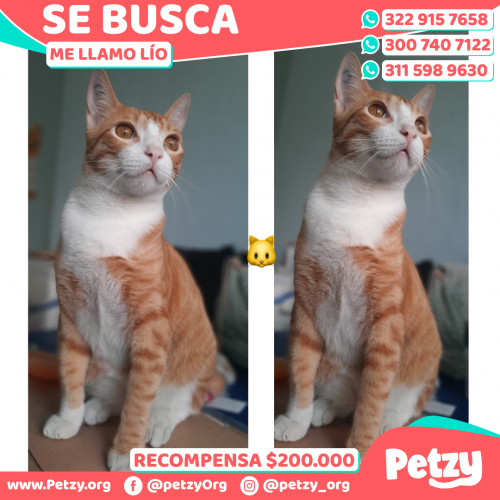 Foto de mascota Lío