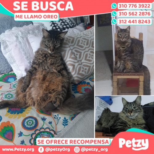 Foto de mascota Oreo