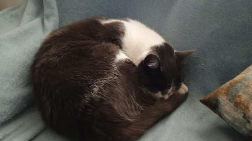 Leia