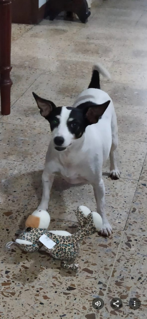 Paco Marcelo