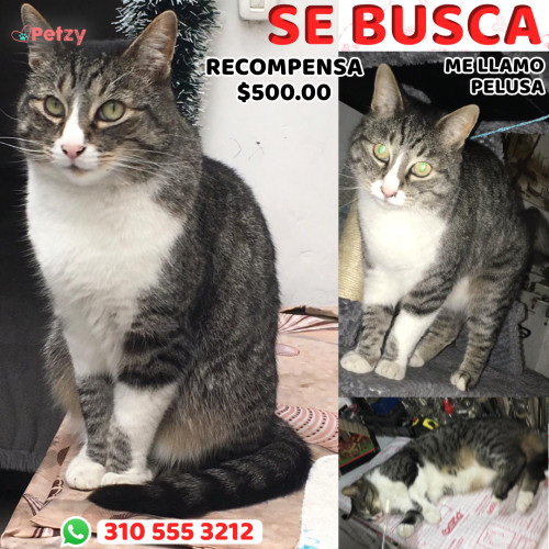 Foto de mascota Pelusa 