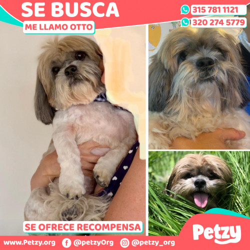 Foto de mascota Otto