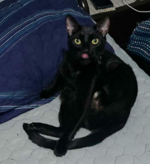 Chimuelo