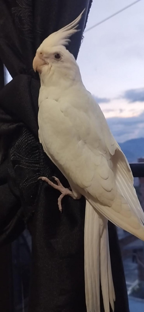 Coco