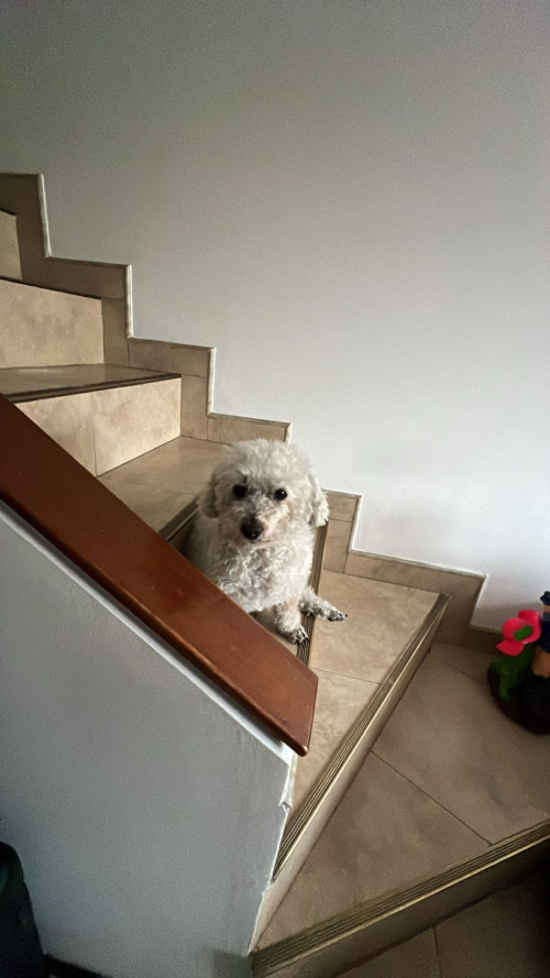 Toby