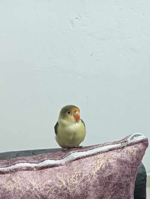 Ponchito
