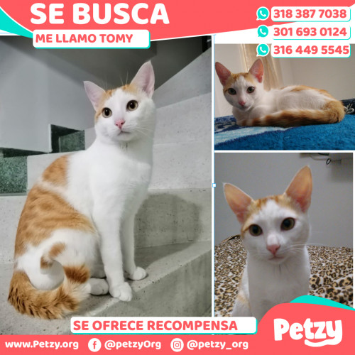 Foto de mascota Tomy