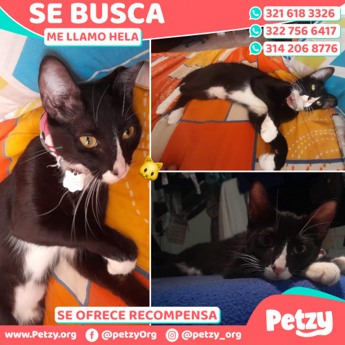 Foto de mascota Hela